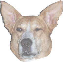 Wink